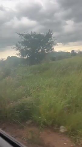 The video shows a view from inside a vehicle, looking out a window at a grassy field under a cloudy sky. The vehicle appears to be moving, as evidenced by the motion blur in the foreground and the way the landscape rushes past. There is a dirt road to the left of the frame. Tall green grass dominates the scene, with scattered trees in the background. The lighting suggests it may be overcast or late in the day. No people are visible, and the focus is on the natural environment.