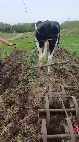 A man in an orange t-shirt and blue jeans is seen using a black and white cow to pull a wheeled plow through a field. The cow is harnessed to the plow with wooden and rope straps. The plow is old and made of metal, with several circular blades that dig into the earth. The man is walking behind the cow, holding a rope and guiding it along the field.  The field is green with patches of exposed dirt and some yellow flowers. In the background, there are trees and wind turbines. The sky is overcast. The camera moves slightly as the cow moves, focusing on the cow and plow as they work.