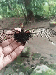 Person holds injured butterfly with torn wings