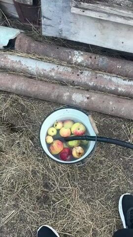 A bucket of apples is submerged in water, likely being washed. The bucket sits on dry grass next to some rusted pipes and a wooden structure. In the next scene, two brown horses are seen in an outdoor pen. They are standing near a feeding trough, with one horse bending down as if to eat. The background shows a simple building with trees and a cloudy sky.