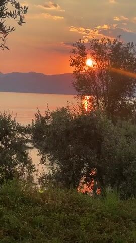 The video displays a sunset over a body of water, likely a lake or sea, with distant mountains visible on the horizon. The sun, a bright orb, is partially obscured by the branches of a tree in the foreground. The sky is filled with warm hues of orange and pink, with some clouds present. The water reflects the colors of the sunset, creating a shimmering effect. Lush green foliage, including olive trees, frames the scene in the foreground and mid-ground. The overall atmosphere is tranquil and serene. There are no people or animals visible in the video.