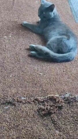 The video shows two gray cats on a brown carpeted floor. One cat is lying down in the upper part of the frame, facing left. The second cat is in the lower part of the frame, facing right. The second cat's head and ears are visible, and it appears to be looking towards the first cat. The carpet is textured and appears to have some debris on it. The lighting is dim.