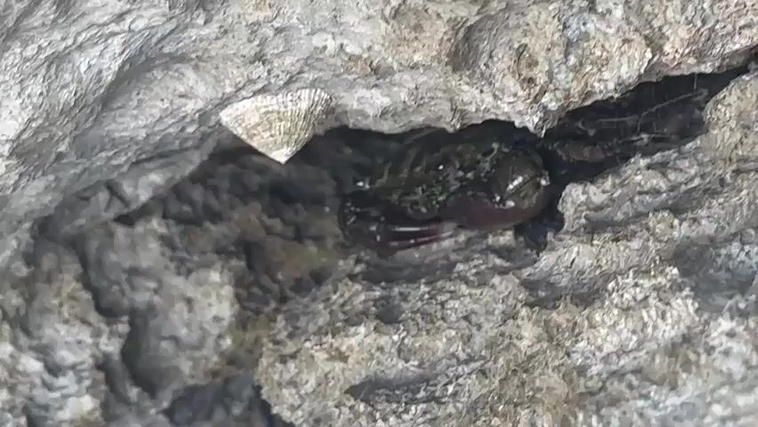 A dark-shelled crab with green and reddish-brown markings is nestled in a crevice between two gray rocks. One of the rocks has a white, conical shell attached to it. The crab's body is partially obscured by the rocky overhang, but its claws and legs are visible. The crab appears to be stationary. The environment is rocky and appears to be a natural setting, possibly a tide pool or coastline. The lighting suggests daylight.