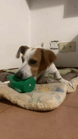 Jack Russell terrier plays with green toy on tiled floor