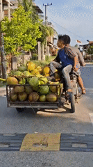 Motorcycle transports coconut load via trailer in Indonesian village