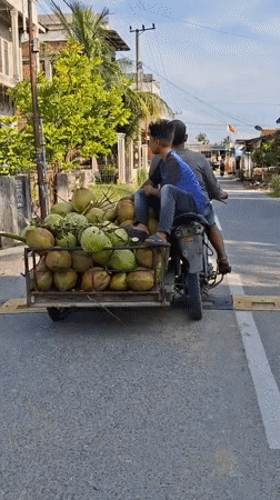 Motorcycle transports coconut load via trailer in Indonesian village