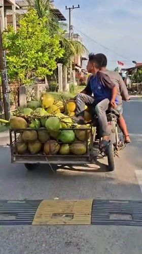 Motorcycle transports coconut load via trailer in Indonesian village