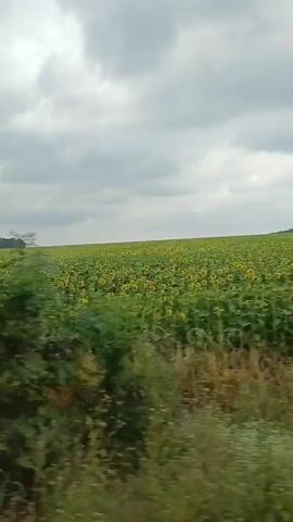 The video shows a view from a moving vehicle looking out at a large field of sunflowers. The sky is cloudy. The vegetation in the foreground is green and appears to be wild grass and plants. The sunflower field stretches into the distance, with rows of yellow flowers visible. Trees are visible in the reflection on the vehicle's window.
