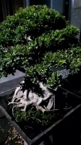 A bonsai tree is displayed in a square planter. The tree has a thick, gnarled trunk and exposed root system. The branches are covered in dense green foliage. The background is dark, suggesting the video was shot at night or in low light conditions. There are some fallen leaves on the ground around the planter.