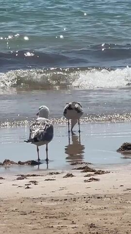 Two seagulls stand on a sandy beach near the ocean. The seagull in the foreground is facing away from the camera, looking towards the water. The second seagull is further back, also facing the water. The ocean waves are breaking gently in the background, and sunlight glints off the water's surface. Some seaweed is visible on the wet sand near the birds. The overall lighting suggests it is daytime.