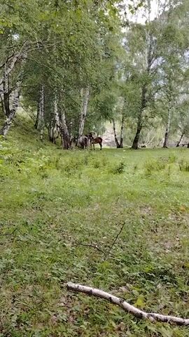 A video shows two horses standing in a clearing surrounded by birch trees. The horse on the left is gray and the horse on the right is brown. Both horses are facing each other and appear to be interacting. The ground is covered in green grass and there are some fallen branches in the foreground. The overall scene is peaceful and natural.