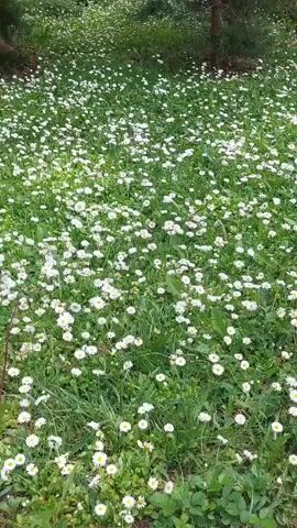 The video shows a field of white daisies. The camera is angled down, looking at the flowers and the green grass surrounding them. In the background, there are trees. The lighting suggests it is daytime, and the weather appears to be mild. The scene is peaceful and natural.