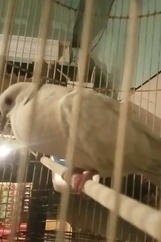 A gray bird is perched upside down on a perch inside a cage. The bird is facing the viewer. The bird's legs are wrapped around the perch, and its wings are tucked in. The cage is made of metal bars. The background is blurred but appears to be indoors.