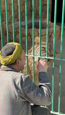 A man wearing a plaid jacket and a yellow and black turban is kneeling in front of a green metal cage. He is holding a baby bottle with a white nipple and a yellow lid, offering it to a lion cub that is on the other side of the cage. The lion cub has its head close to the cage bars, its mouth open, and appears to be drinking from the bottle. The background shows a rocky enclosure with some water. The man is looking at the lion cub and speaking to it in a gentle tone. The interaction appears to be one of care and nurturing.