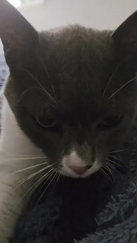 This is a close-up, vertical video of a grey and white cat. The cat's head fills the frame as it looks down, with its ears perked up. The cat has white whiskers and a pink nose with a white spot on it. The cat's eyes are dark and appear partially closed. The cat is lying on a fuzzy, dark blue surface. The video shows the cat's mouth slightly open and its tongue can be seen licking its nose. The lighting is dim.
