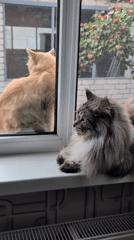 Cats, snails, and fruit on a quiet July afternoon in Izmail