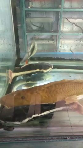 The video shows a fish tank with three visible fish. At the top of the tank is a fish with a gray body and orange fins. Below it, there's a dark gray fish with white whiskers. The largest fish in the tank is golden brown. The tank itself is rectangular with a green frame. Other tanks can be seen in the background on metal shelving. There is also driftwood in the tanks. The video appears to be taken indoors, in a pet store or a similar setting.