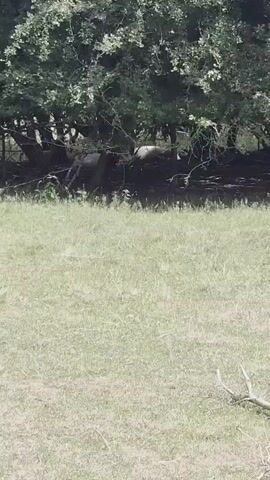 A video shows a grassy field in front of a wooded area with a fence line. The fence is partially obscured by trees. Underneath the trees, several animals, appearing to be sheep, are visible. One sheep is lying down, while others are partially visible and may be standing or lying down. The ground under the trees is dark and appears to be muddy. The field is mostly dry grass with some green patches. A fallen branch with a Y-shaped end lies on the ground in the foreground of the field.
