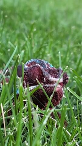 A chameleon with dark red and blue scales is nestled in green grass. The chameleon's eyes are closed.