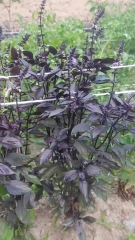 A medium shot focuses on a lush purple basil plant with tall, slender flower spikes. The plant is outdoors, with loose soil visible at its base and green foliage in the background, suggesting a garden setting. The basil leaves are a deep, rich purple, with some lighter green variations near the bottom. Small, delicate purple and white flowers bloom at the tips of the upright stalks. The plant appears healthy and well-established.
