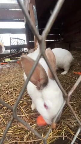 The video captures multiple white rabbits with red eyes and some brown markings, particularly on their ears, inside an outdoor enclosure. The ground is covered with hay and appears somewhat muddy, suggesting recent rain or damp conditions. Several orange carrots are scattered on the ground.

At the beginning, one rabbit is seen sniffing the hindquarters of another. Throughout the video, the rabbits are actively engaged in eating the carrots. They move around the enclosure, with the wire mesh fence in the foreground partially obstructing the view, but allowing clear sight of the rabbits. Wooden structures are visible in the background, likely part of a hutch or shelter. The overall scene depicts a group of rabbits feeding in their pen in what appears to be an overcast daytime setting in Magnitskii, Russia.