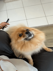 Person films mirror selfie with Pomeranian dog in Cannes