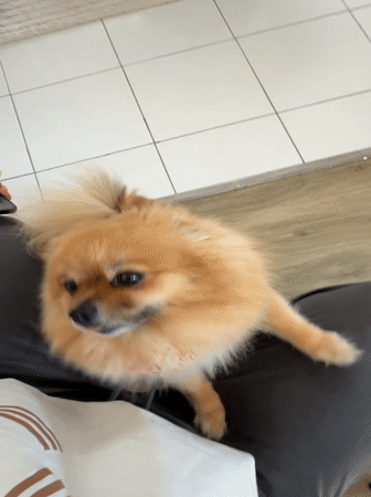 Person films mirror selfie with Pomeranian dog in Cannes