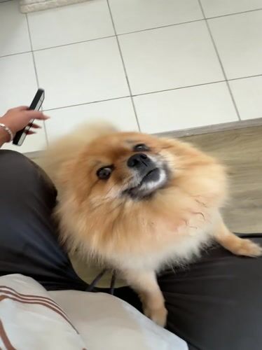 Person films mirror selfie with Pomeranian dog in Cannes