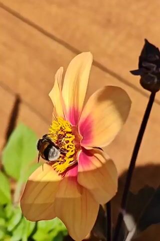 A bumblebee is shown from the side, resting on the center of a bright yellow and red flower. The bee is black and yellow striped. The flower has orange-yellow petals with dark red accents towards the center, and a yellow stamen in the middle. The background is a blurry wooden fence. To the left of the flower, green leaves are visible. The lighting suggests it is daytime and sunny.