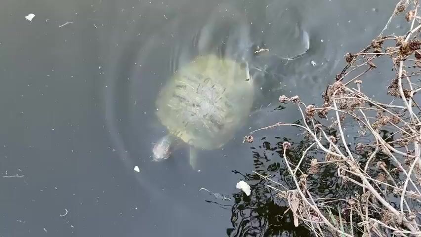 The video captures an overhead view of two turtles swimming in dark, murky water. On the right side of the frame, dry, brown reeds or plants grow out of the water. One turtle, closer to the viewer, is visible with its shell and head above the water. It appears to be moving or looking around. The second turtle is further to the left and appears to be submerged more deeply, with only the top of its shell faintly visible. The water surface is disturbed with ripples, indicating movement. There are small pieces of debris floating on the water. The lighting suggests an overcast day or shaded area.