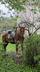 Saddled horse spotted among overgrown vegetation in Zilupe, Latvia