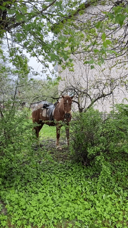 Saddled horse spotted among overgrown vegetation in Zilupe, Latvia