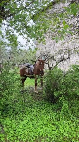 The scene presents a brown horse standing amidst lush greenery, with a saddle on its back, positioned in front of a white brick building. The horse is partially obscured by overgrown bushes and a tree with delicate white blossoms. The environment suggests an overcast day, with moisture evident on the ground, potentially due to recent rain. The horse appears still and gazes forward.