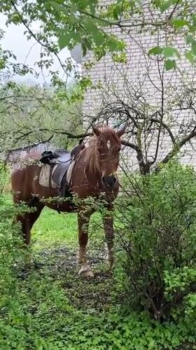 Saddled horse spotted among overgrown vegetation in Zilupe, Latvia