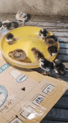 Young poultry feed at outdoor enclosure in Indonesia