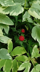 Garden flowers and berries documented in spring bloom