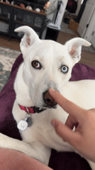 Odd-eyed white dog chilling at home in Tacoma