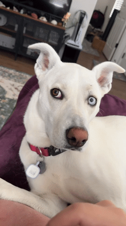 Odd-eyed white dog chilling at home in Tacoma