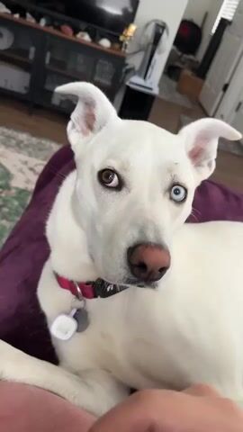 A white dog with heterochromia, one brown eye and one blue eye, looks at the camera. Its nose is nudged by a finger. The dog is lying on a purple blanket. A collar with two tags is around its neck. A person's hand and arm are visible in the foreground. In the background, there is a shelf with items and a fan.