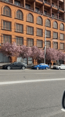 Car passes blooming pink trees on Yerevan street