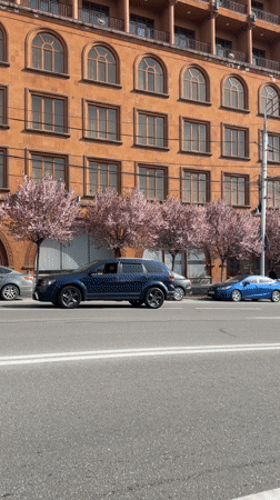 Car passes blooming pink trees on Yerevan street