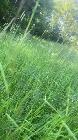 The video shows a close-up view of tall green grass swaying gently in a breeze. The grass is lush and appears to be in a natural setting, likely a meadow or field. In the background, trees can be seen, and the sunlight filters through the leaves, creating a bright, dappled effect. The focus is on the texture and movement of the grass, with some blades appearing sharper and closer to the camera than others. There are no people or animals visible in the frame. The overall impression is one of a serene and natural environment.