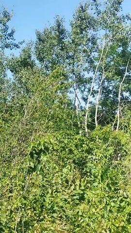 This media file captures a dynamic view of lush greenery and tall trees under a clear, bright sky. The scene is dominated by various types of vegetation, including dense bushes and the slender trunks of deciduous trees with full green canopies. The foliage appears thick and verdant, suggesting a healthy, thriving natural environment. The trees are interspersed, creating a layered effect with some taller specimens rising above the undergrowth. The sky above is a vibrant blue, indicating fair weather and likely daytime, possibly late morning or early afternoon given the brightness of the light. There are no visible people or man-made objects in the frame. The camera appears to be moving, likely panning or tracking through the landscape, which gives the footage a sense of movement and exploration. The overall impression is one of natural beauty and tranquility, evoking a peaceful, outdoor setting likely in a rural or wild area. The location context provided, Rozdil, Ukraine, places this natural scene within that geographical region, where such abundant vegetation and clear skies would be typical during warmer seasons.