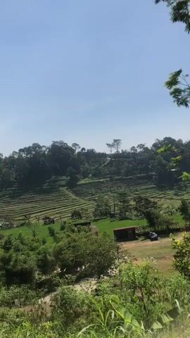 The video shows a view of lush green terraced rice fields, rolling hills covered in dense trees, and a clear blue sky. In the foreground, there are various trees and plants, with some leaves partially obscuring the view. A dirt road or path is visible, along with a parked car and a small building with a reddish roof nestled among the trees. The camera pans slightly to the left, revealing more of the expansive landscape. Sunlight is visible, indicating a bright, sunny day.