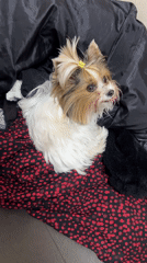 Small dog with yellow barrette documented in Plovdiv