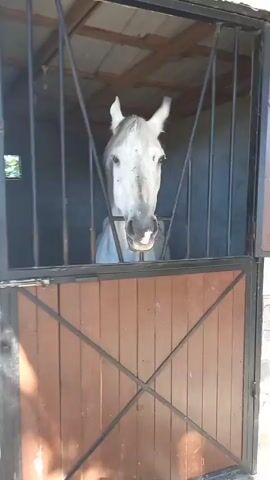 The video opens with a close-up of a white horse's head as it pokes its head out of a stable. The horse is looking to its right, and its ears are perked forward. The stable appears to be made of wood and metal, and there are bars across the opening. The camera then pans to the right, revealing a row of horse stalls. The stalls have wooden doors and stone walls. There are several pieces of horse tack, including bridles and saddles, hanging on the walls. The ground in front of the stalls is covered in straw. The camera continues to pan to the right, showing more stalls and a paved walkway. The video ends with a shot of the walkway, which is lined with trees and bushes. The overall scene is one of a well-maintained stable with several horses.