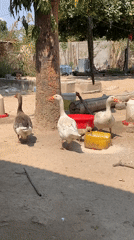 Backyard birds feeding and roaming a dusty Dodoma yard