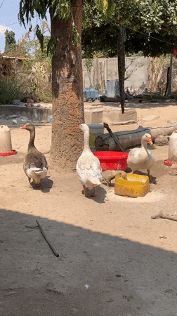 Backyard birds feeding and roaming a dusty Dodoma yard