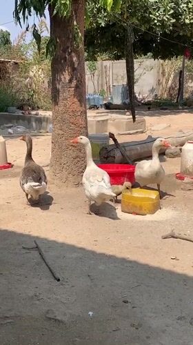 Backyard birds feeding and roaming a dusty Dodoma yard