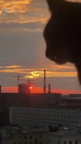 A close-up, out-of-focus silhouette of a cat's head and upper body is positioned in the foreground on the right side of the frame, facing left. The cat's gaze appears directed towards the scene unfolding beyond. The background depicts a vibrant sunset over an urban landscape. The sky is filled with dramatic clouds painted in hues of orange, yellow, and gray, with rays of sunlight piercing through. In the mid-ground, industrial structures dominate the view: two tall smokestacks, one white with a red band and the other dark, stand prominently. To the left of the smokestacks, a construction site is visible with cranes and partially built structures. Below these industrial elements, several buildings of varying sizes and architectural styles form the city's skyline, with a long, rectangular building with multiple windows being particularly noticeable. The overall impression is a contemplative moment captured as a domestic animal observes a striking natural phenomenon against an industrial backdrop.